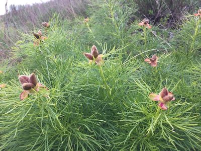 Paeonia tenuifolia, photographed by Елена Патерикина