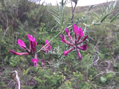 Astragalus cornutus, photographed by Елена Патерикина