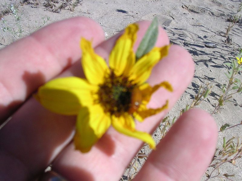 Helianthus deserticola, photographed by Tom Gulya