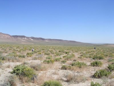 Helianthus deserticola, photographed by Tom Gulya