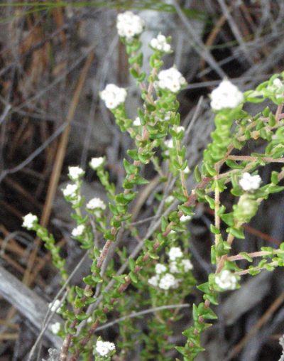 Phylica floribunda, photographed by Nicola van Berkel