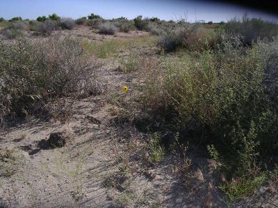 Helianthus deserticola, photographed by Tom Gulya