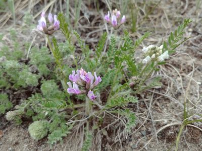 Oxytropis borealis, photographed by Syd Cannings
