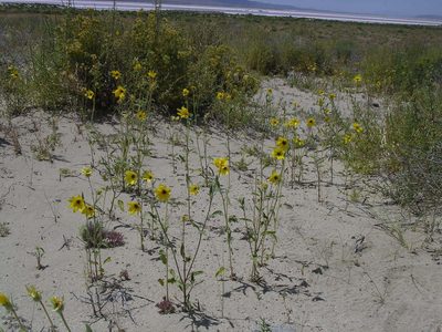 Helianthus deserticola, photographed by Tom Gulya