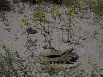 Helianthus deserticola, photographed by Tom Gulya