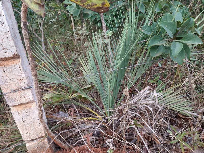 Butia archeri, photographed by Leonardo Bergamini