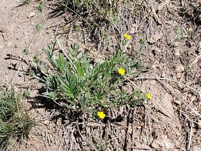 Potentilla hippiana, photographed by Craig Martin