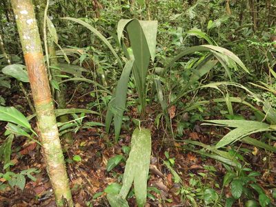 Geonoma macrostachys, photographed by Jens-Christian Svenning