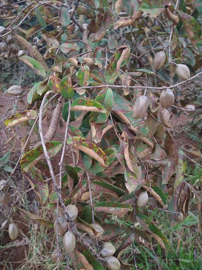 Qualea multiflora, photographed by Leonardo Bergamini