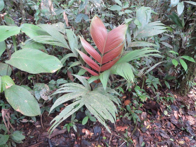 Geonoma brongniartii, photographed by Jens-Christian Svenning