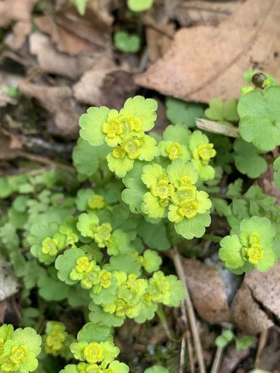 Chrysosplenium iowense, photographed by Brandon Corder