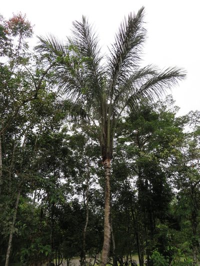 Astrocaryum chambira, photographed by Jens-Christian Svenning