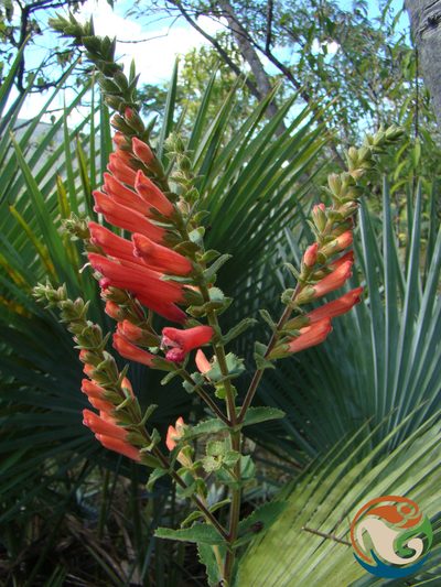 Lamourouxia viscosa, photographed by Eugenio Padilla