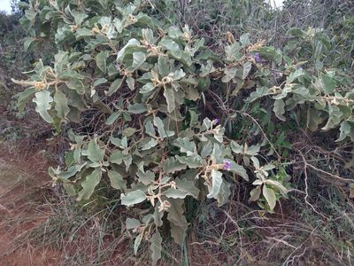 Solanum lycocarpum, photographed by Leonardo Bergamini