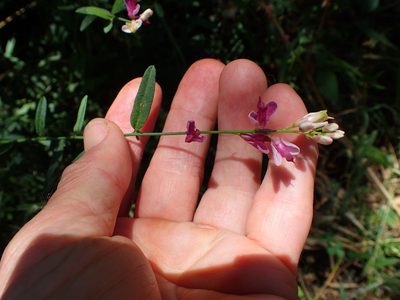 Rhinotropis cornuta, photographed by George Williams