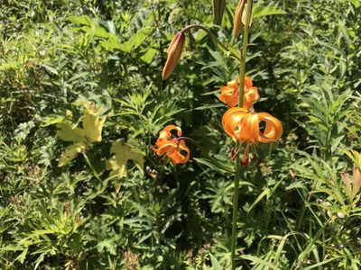 Lilium debile, photographed by russian_travel_geek