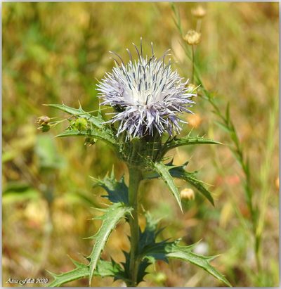 Carduncellus caeruleus, photographed by Aissa Djamel Filali
