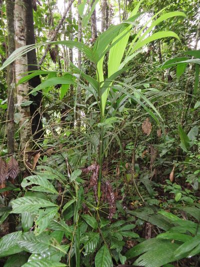 Hyospathe elegans, photographed by Jens-Christian Svenning