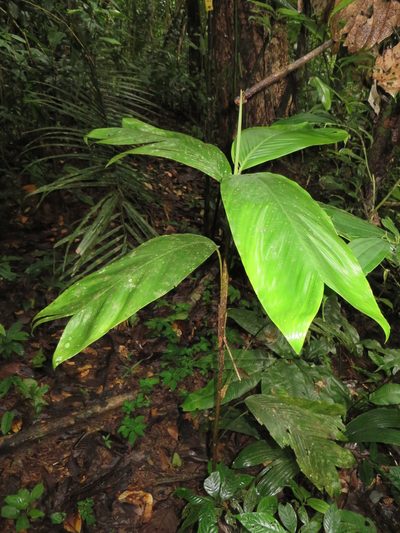 Geonoma stricta, photographed by Jens-Christian Svenning