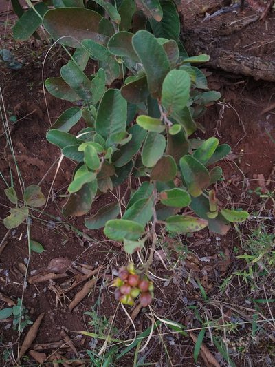 Davilla elliptica, photographed by Leonardo Bergamini