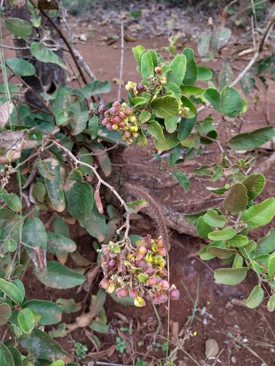 Davilla elliptica, photographed by Leonardo Bergamini