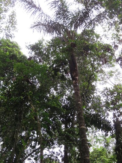 Astrocaryum chambira, photographed by Jens-Christian Svenning