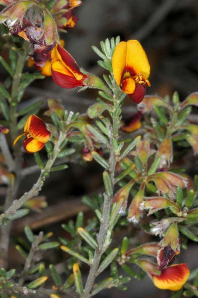 Aotus subspinescens, photographed by Chris Lindorff
