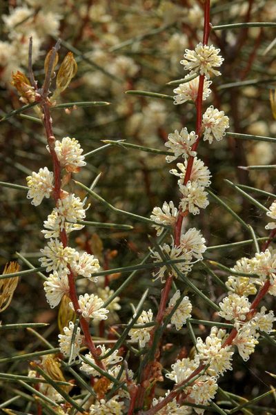 Hakea mitchellii, photographed by Chris Lindorff