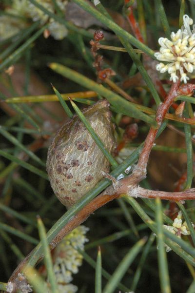 Hakea mitchellii, photographed by Chris Lindorff