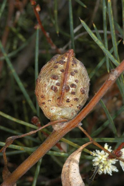 Hakea mitchellii, photographed by Chris Lindorff