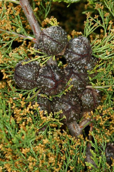 Callitris verrucosa, photographed by Chris Lindorff