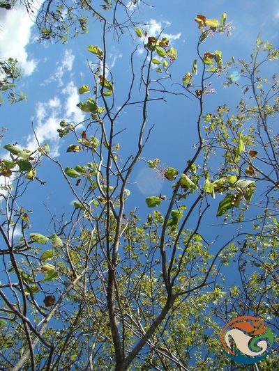 Heliocarpus terebinthinaceus, photographed by Eugenio Padilla