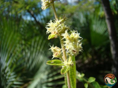 Asterohyptis stellulata, photographed by Eugenio Padilla