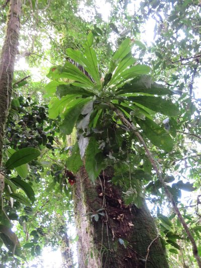 Gustavia longifolia, photographed by Jens-Christian Svenning