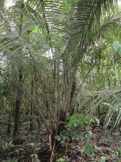 Astrocaryum murumuru, photographed by Jens-Christian Svenning
