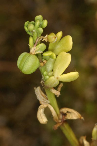 Roepera iodocarpa, photographed by Chris Lindorff