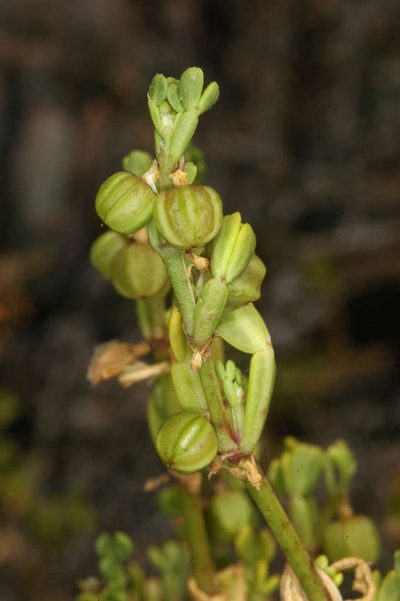 Roepera iodocarpa, photographed by Chris Lindorff
