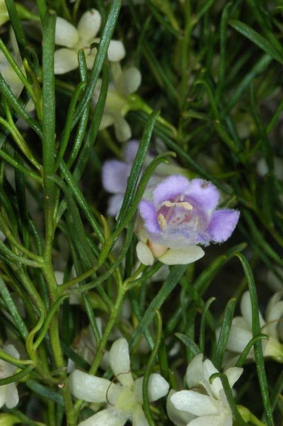 Eremophila sturtii, photographed by Chris Lindorff