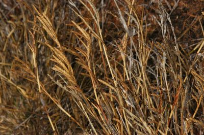 Eragrostis dielsii, photographed by Chris Lindorff