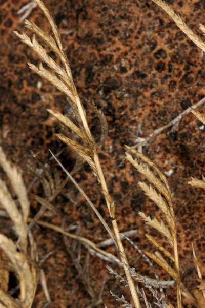 Eragrostis dielsii, photographed by Chris Lindorff