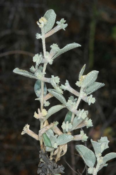 Atriplex limbata, photographed by Chris Lindorff
