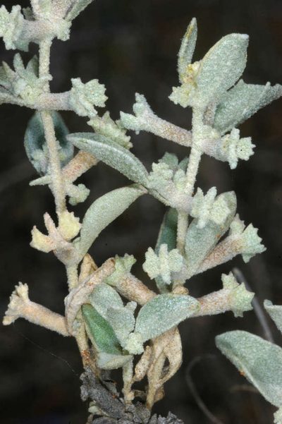Atriplex limbata, photographed by Chris Lindorff