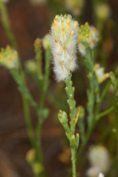 Pimelea trichostachya, photographed by Chris Lindorff