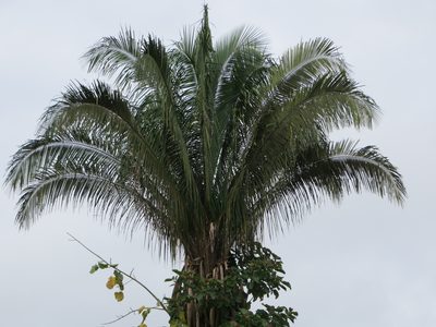 Attalea butyracea, photographed by Jens-Christian Svenning