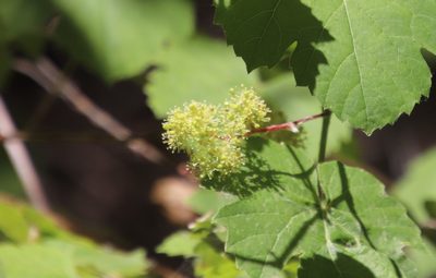 Vitis girdiana, photographed by Millie Basden