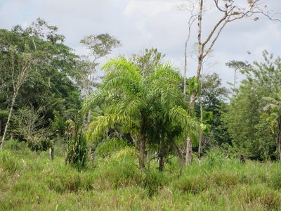 Bactris gasipaes, photographed by Jens-Christian Svenning