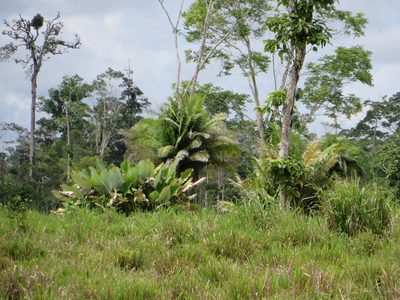 Phytelephas tenuicaulis, photographed by Jens-Christian Svenning