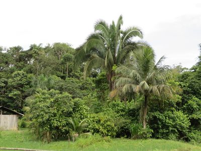 Attalea butyracea, photographed by Jens-Christian Svenning