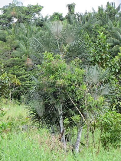 Mauritiella armata, photographed by Jens-Christian Svenning