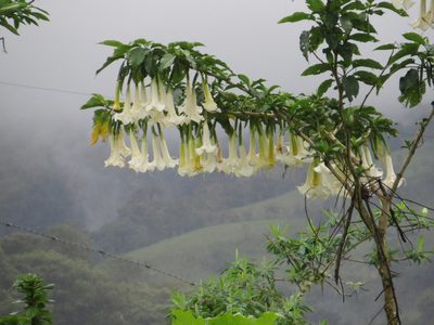 Brugmansia arborea, photographed by Jens-Christian Svenning